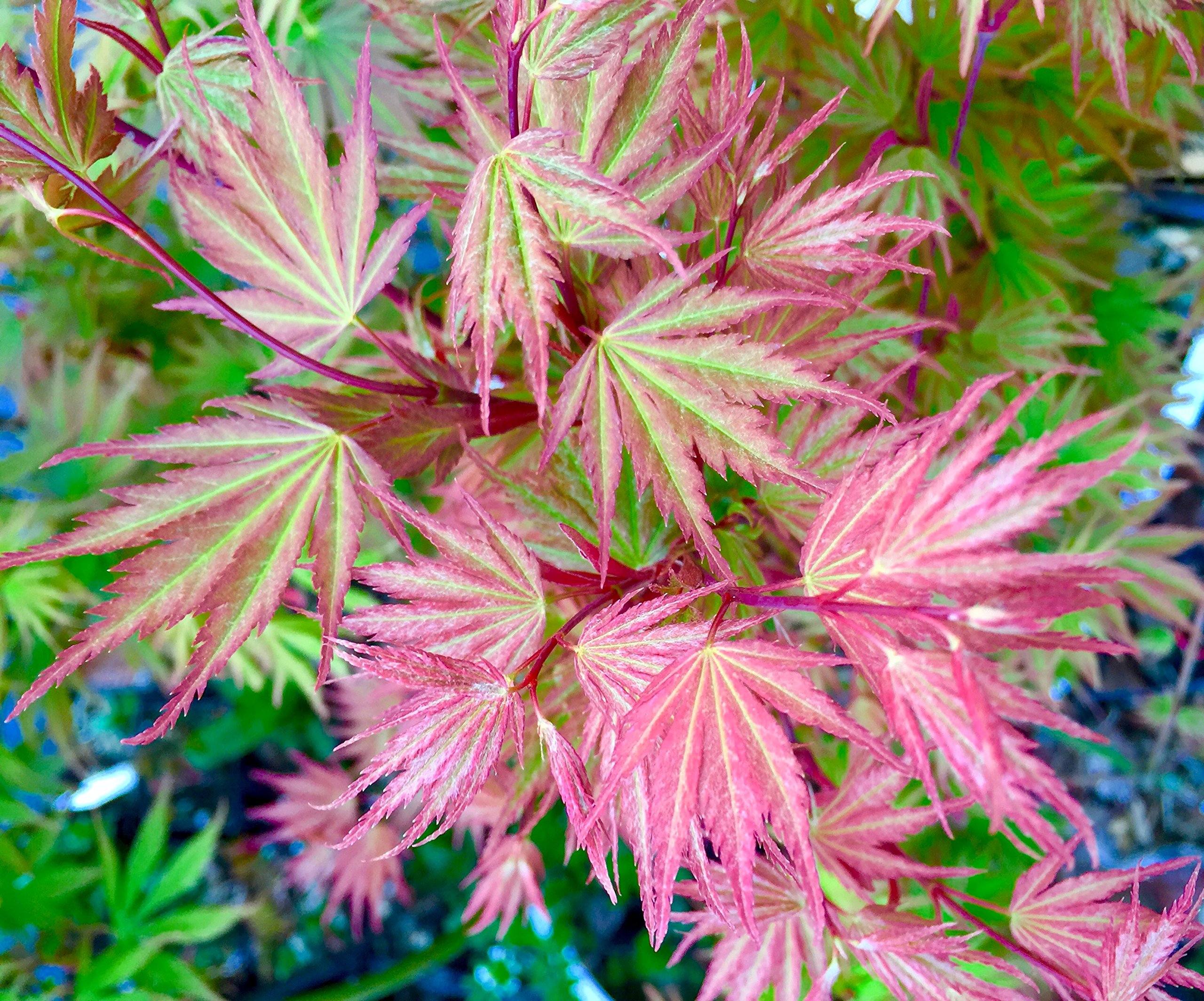メープル 様 Amazon.com : Sazanami Japanese Maple 3 - Year Live Plant : Patio
